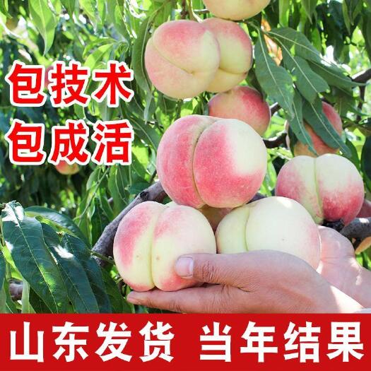 平邑县 桃树苗果树苗黄桃蟠桃油桃苗南方北方种植当年结果