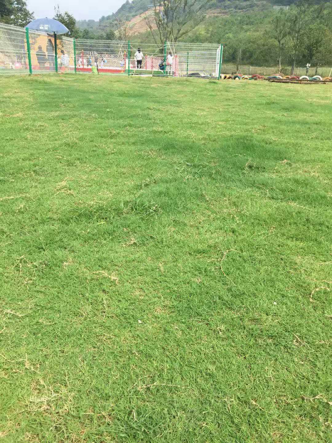 狗牙根种子 狗牙根草坪种子草籽四季常青免修剪庭院耐寒耐践踏狗牙根护坡绿化