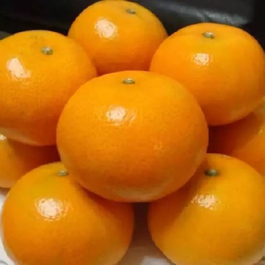 南宁 茂谷柑