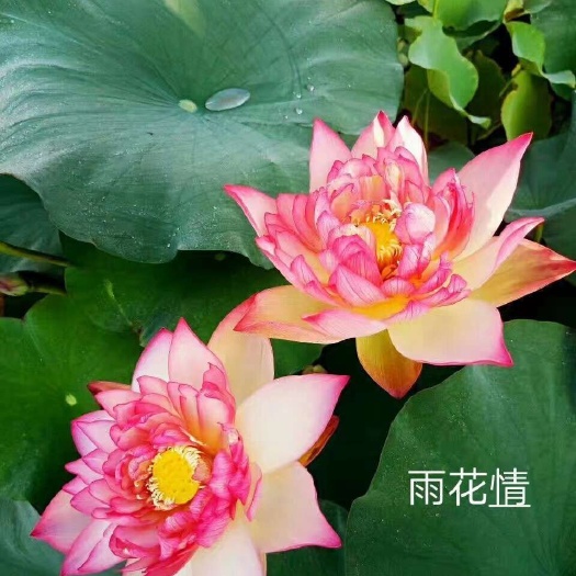 安新县精品荷花，颜色艳丽