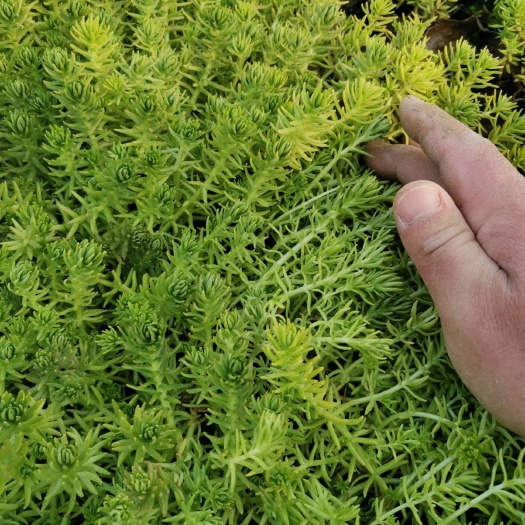 青州市金叶佛甲草  黄金条 地被植物 观赏植物