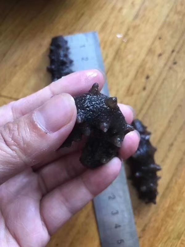  大连纯淡干海参