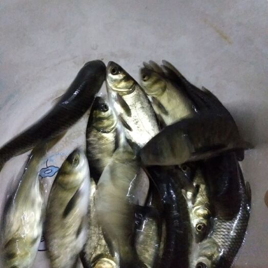 重庆市 草鱼苗