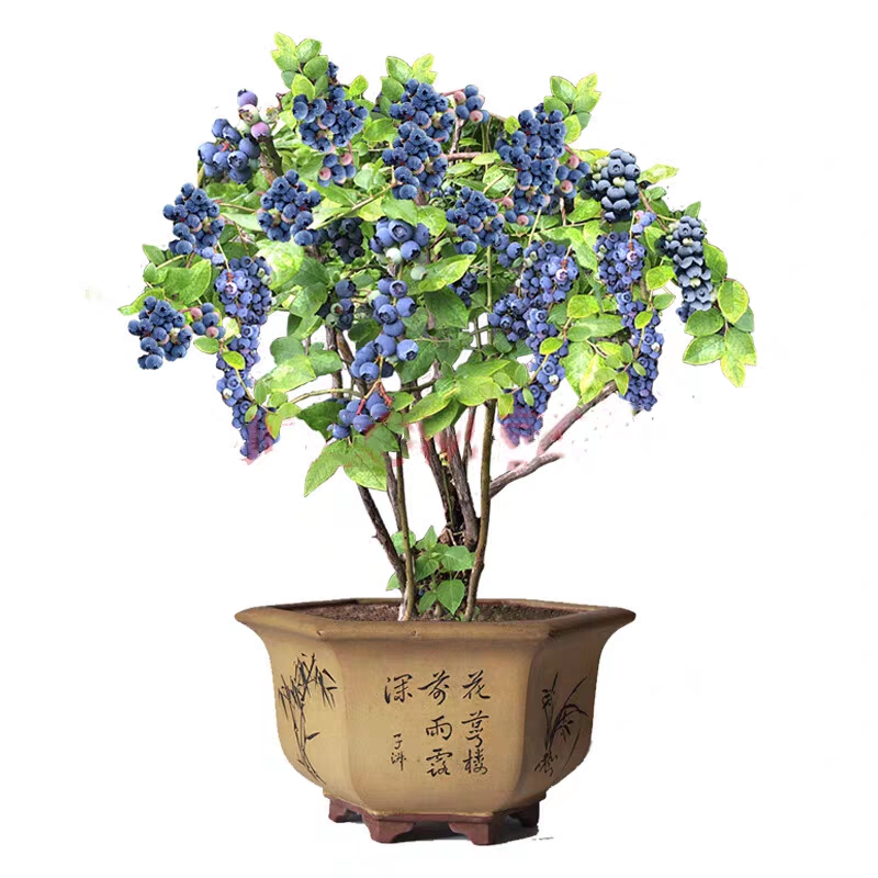 蓝丰蓝莓苗 合作社直营，一手货源，保证品种纯度，带盆带果发货