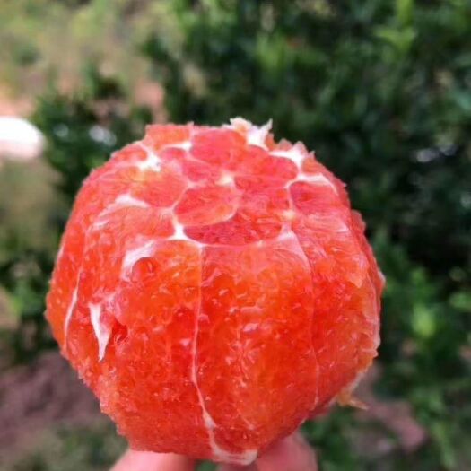 秭归县中华红血橙 红橙 红心脐橙 纯甜多汁 果园直发 价格实惠