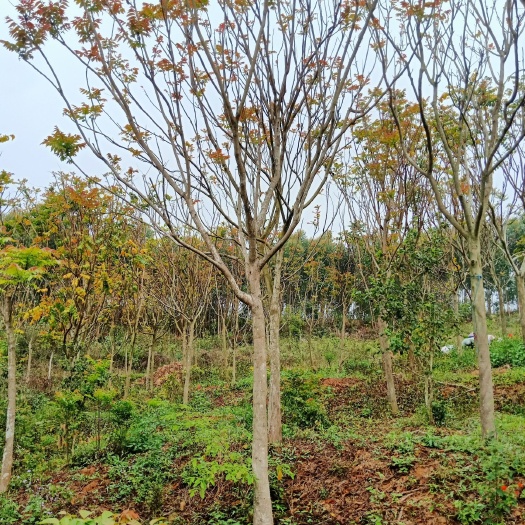 漳浦县 12公分麻楝