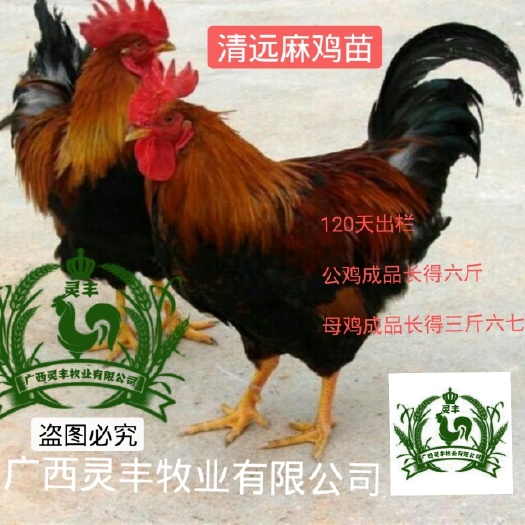 南宁(30只起发）清远麻鸡苗2号   快大鸡苗麻7  厂家直销，