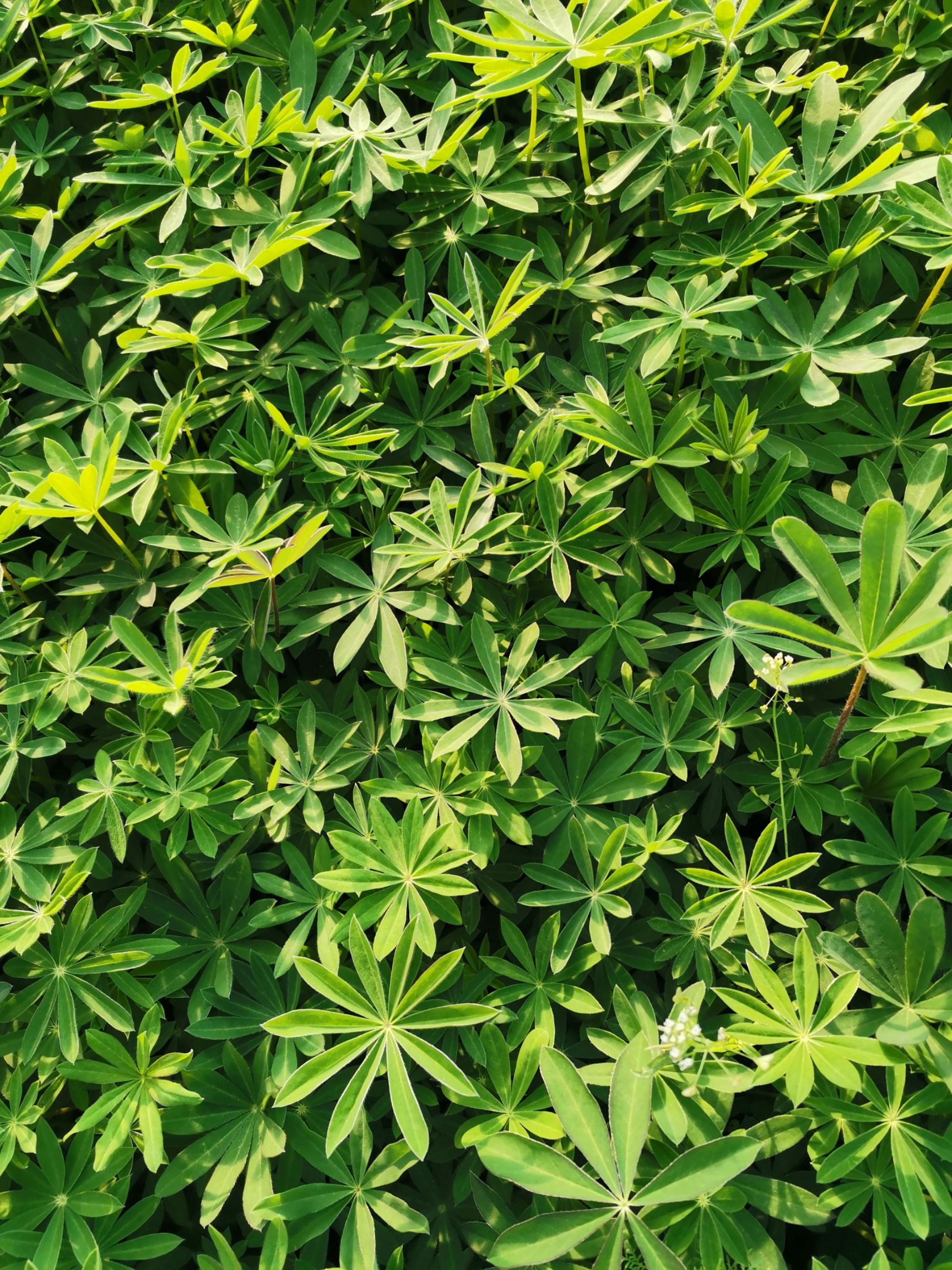 鲁冰花盆栽  羽扇豆 鲁冰花 草本植物