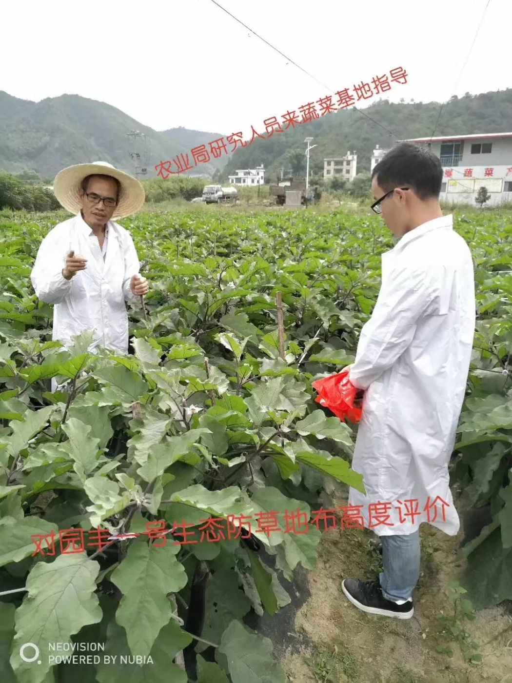 防草布  短期作物专用