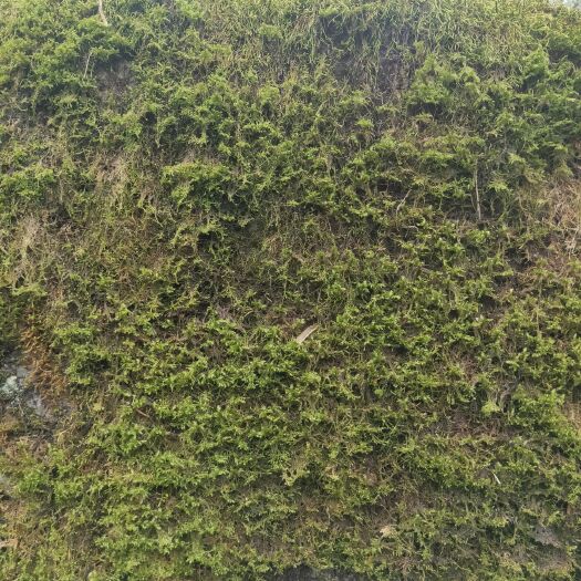 贞丰县水苔苔藓 苔藓量大要的联系