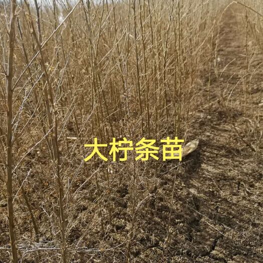 翁牛特旗 公司现直供优质一二年生沙棘苗，山杏苗