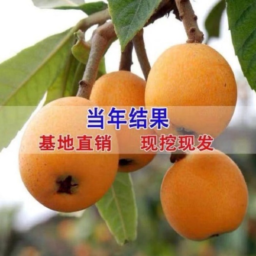 平邑县大五星枇杷苗 嫁接苗，品种齐全包当年结果包邮