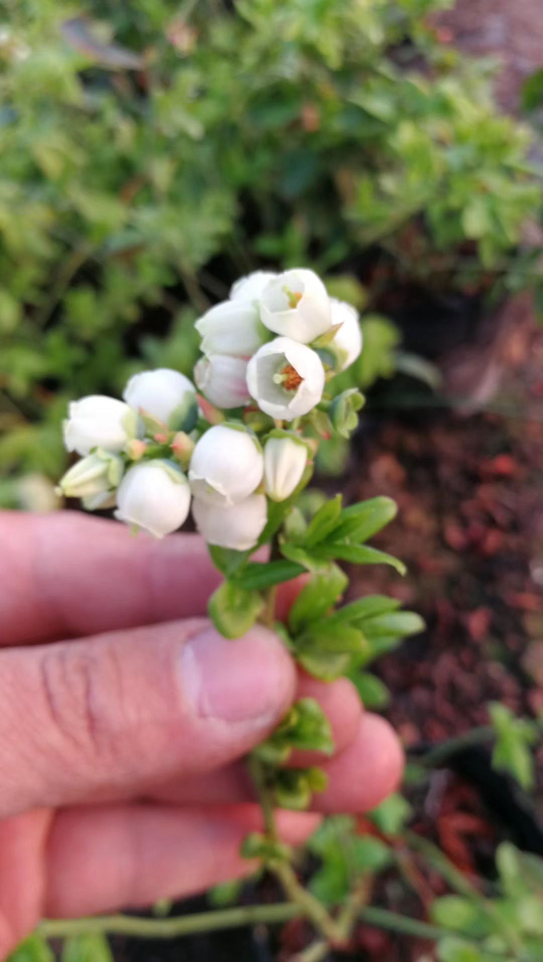 蓝丰蓝莓苗 合作社直营，一手货源，保证品种纯度，带盆带果发货