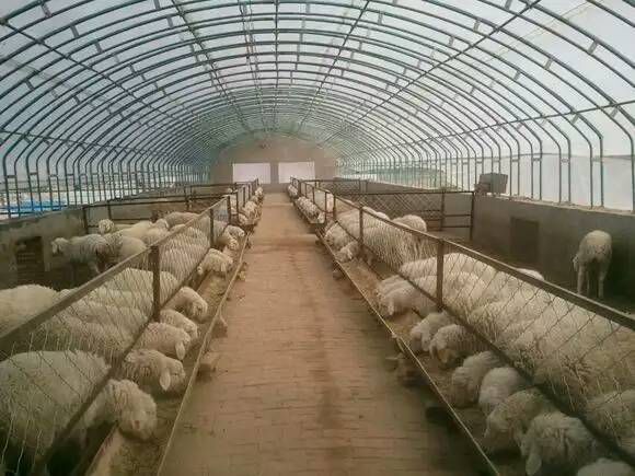 天津 全套大棚  养殖大棚   种植大棚  大棚配件  各种钢材