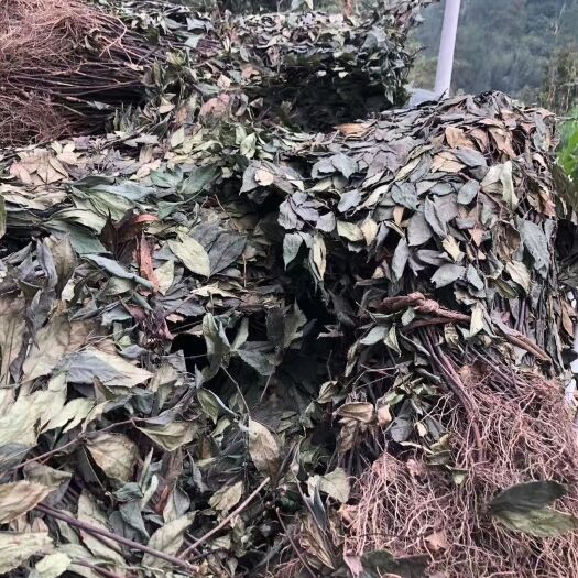 重庆市 肿节风 草珊瑚