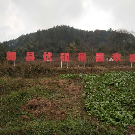 丰都五月脆李 扶贫高山脆李，香脆甜，