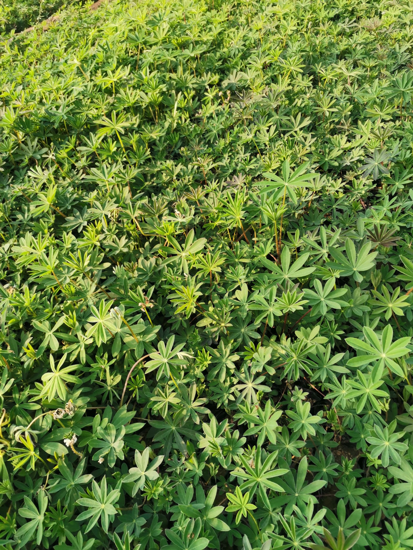 鲁冰花盆栽  羽扇豆 鲁冰花 草本植物