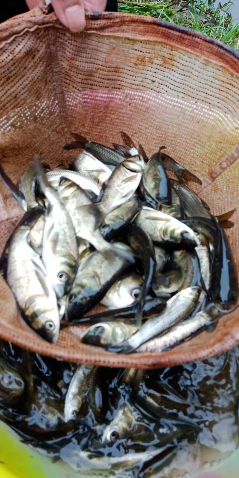 池塘鲤鱼 人工养殖 0.5公斤以下