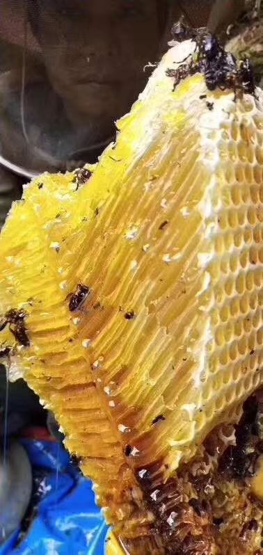 野生蜂蜜 悬崖蜜