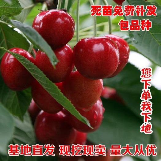 平邑县一线天樱桃树苗 当年结果苗，包品种，包成活，基地直供