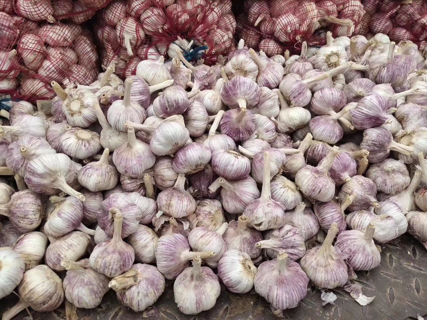 金乡优质红皮大蒜种子。蒜苗种子。太空蒜种大青棵蒜种。