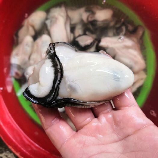 饶平县 生蚝肉大蚝花汫洲大蚝现开现卖顺丰包邮