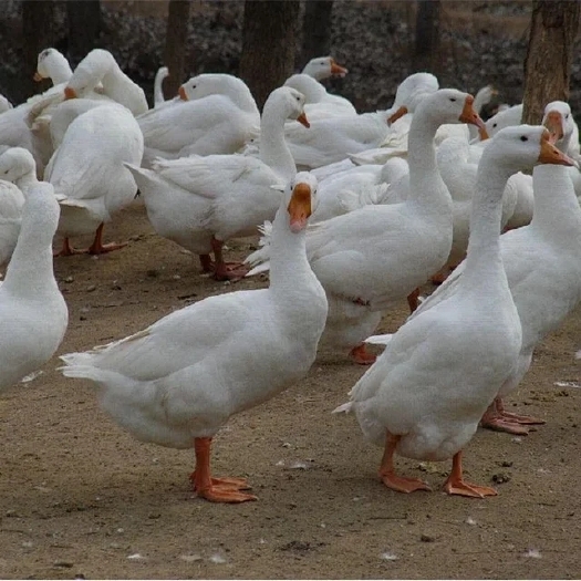 南宁 小型白鹅苗