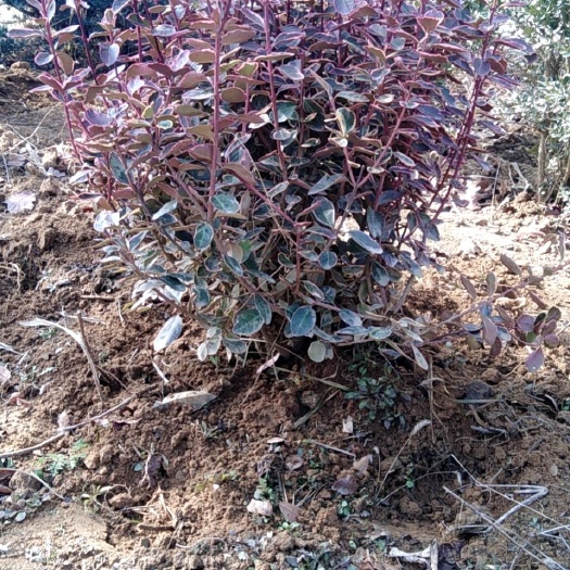 沂南县 冬红卫矛