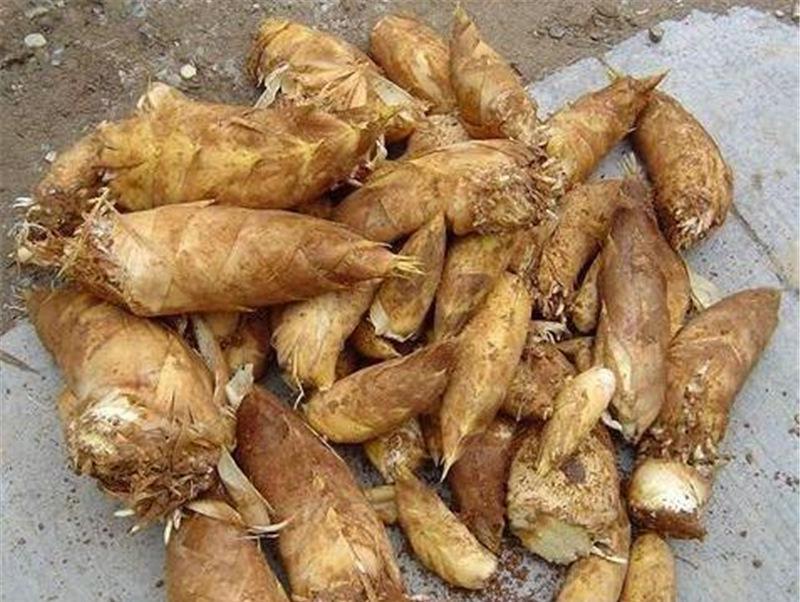  冬笋.水笋.笋干