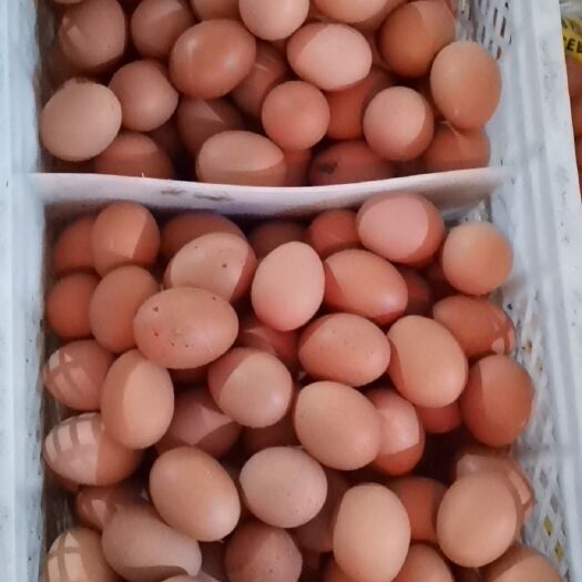 西平县普通鸡蛋 食用 箱装