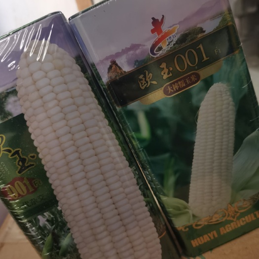 夏邑县 糯玉米种子  欧玉007  全国知名品种 （皮薄粘甜无渣穗）