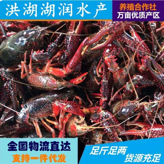 洪湖市大青，小龙虾，湖北小龙虾，潜江小龙虾监利洪湖公安