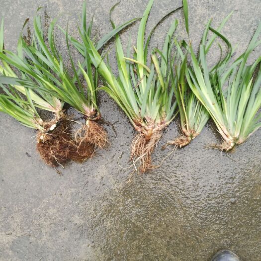 永兴县 大量供应石菖蒲