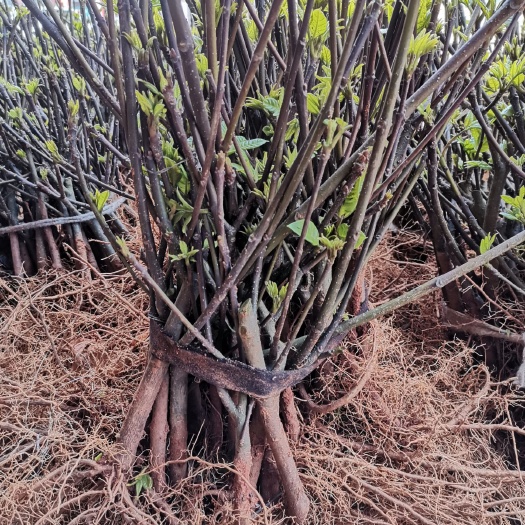 樟树市吴茱萸苗  供应江西中花吴茱萸扦插苗