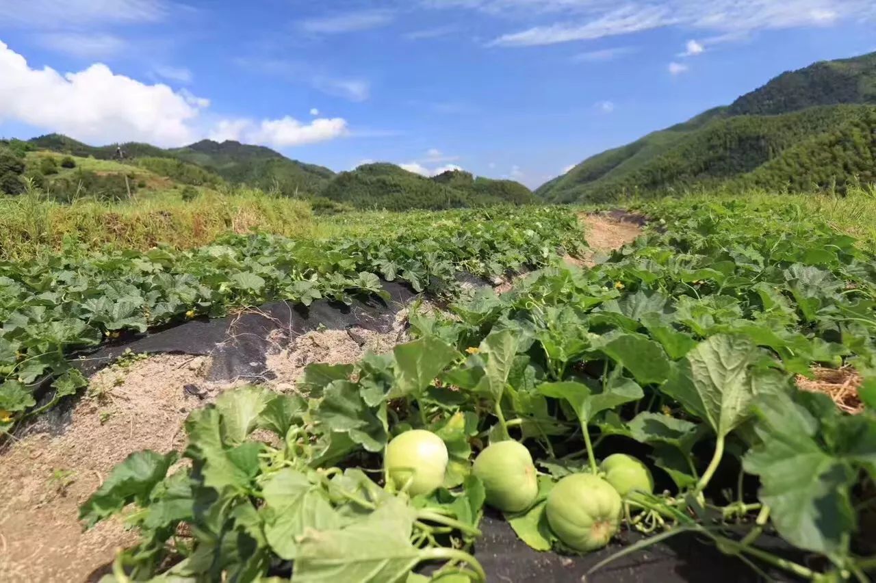 防草布  短期作物专用