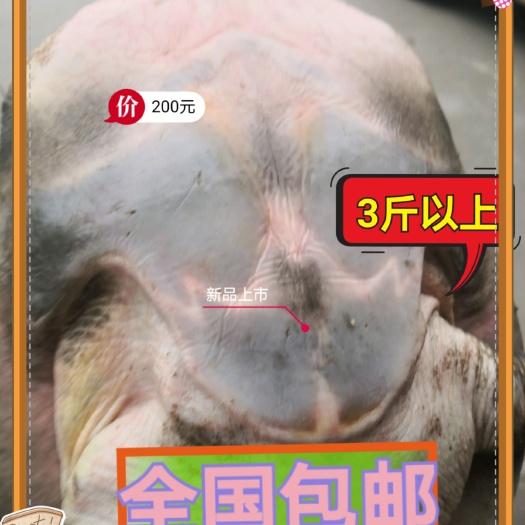黎川县外塘3斤老种甲鱼水鱼8年以上吃鱼虾生态自然生长美滋补养生礼