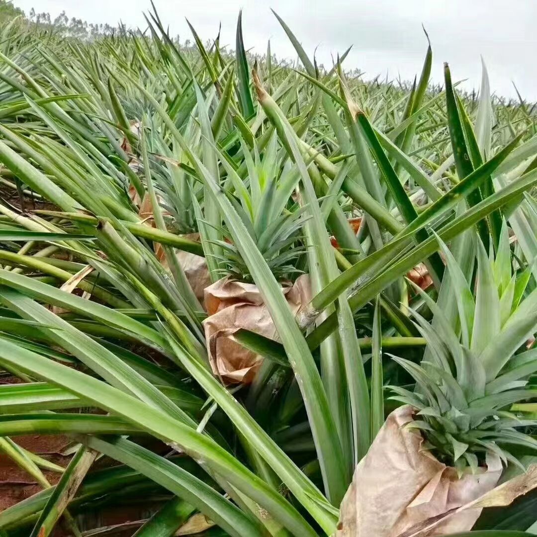 菠萝产地(菠萝产地最好的是哪里)