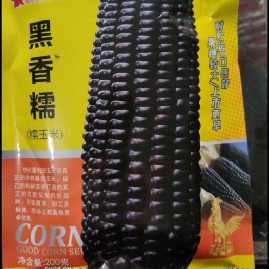 夏邑县 糯玉米种子   黑香糯  耐储存  口感好  果穗大  特高