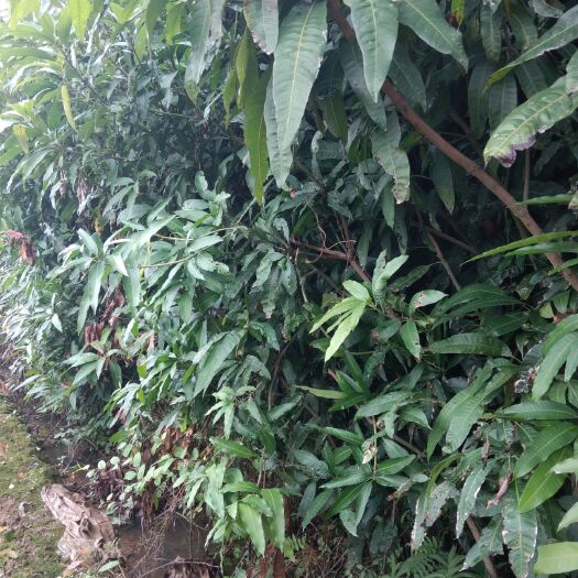 漳州 芒果苗直生苗(实生苗)