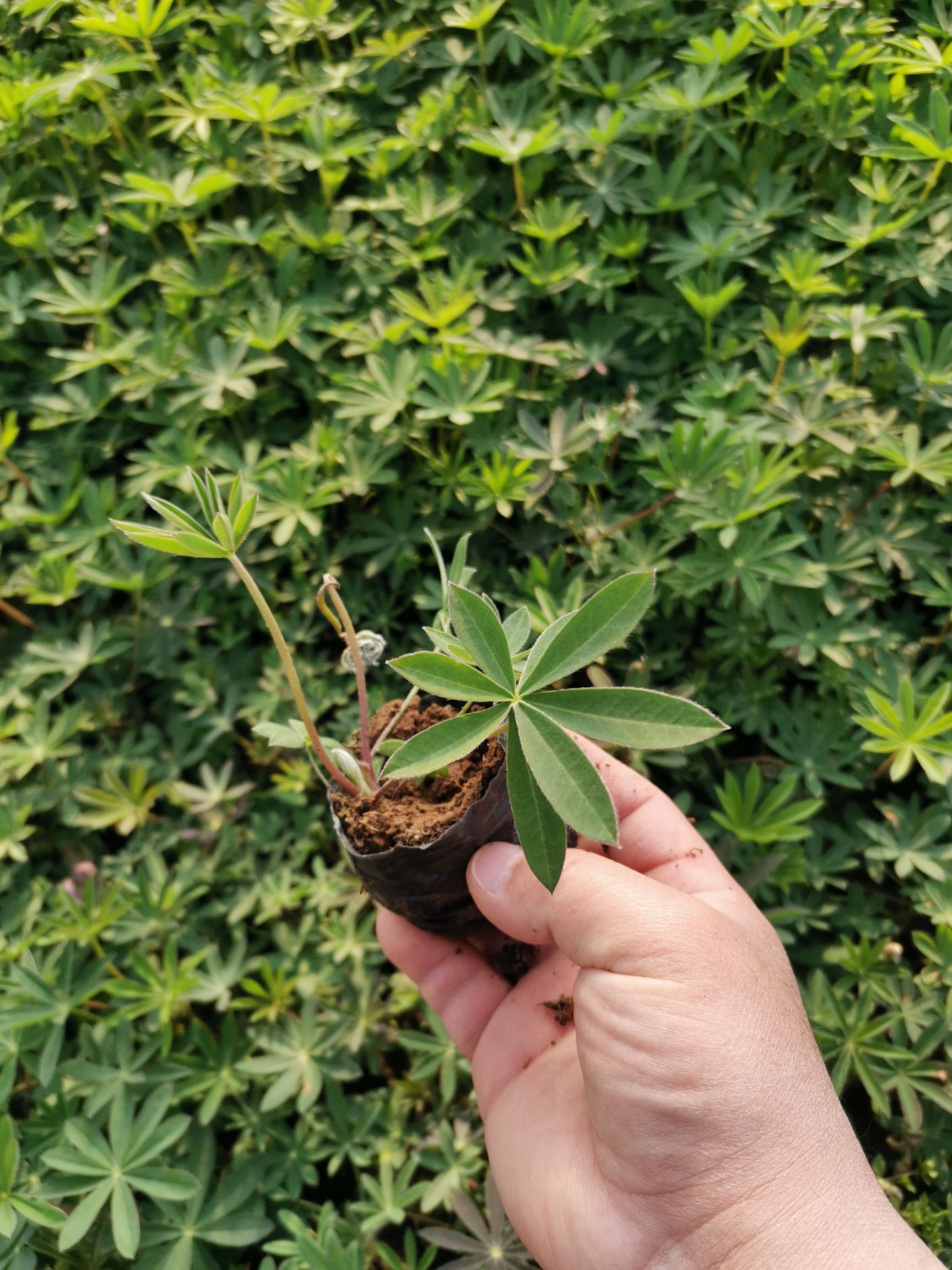 鲁冰花盆栽  羽扇豆 鲁冰花 草本植物