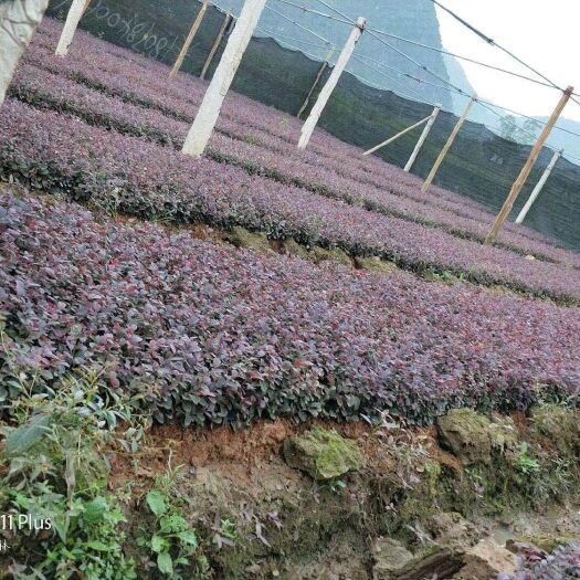 荔浦市黑珍珠红继木 绿化红季木