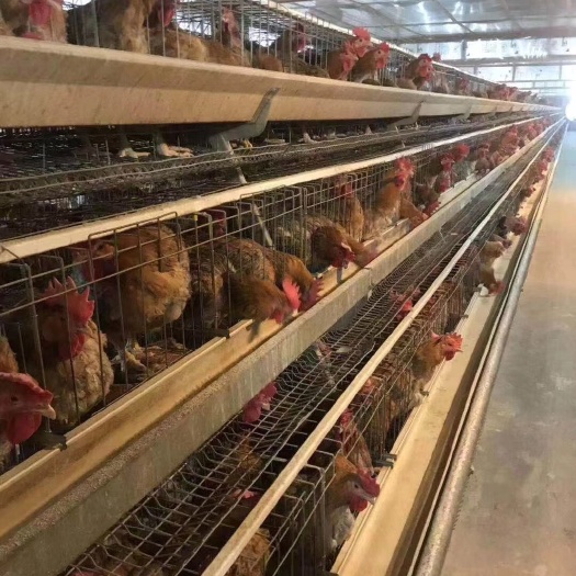 南宁良凤花鸡苗  良凤花苗出壳打好疫苗