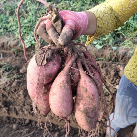 西瓜红红薯苗 河南开封红薯苗产业基地优质脱毒红薯苗 010 元靠 