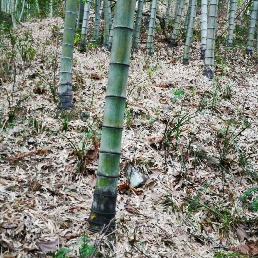 磐安县 浙中山区毛笋  春笋批量直挖供应