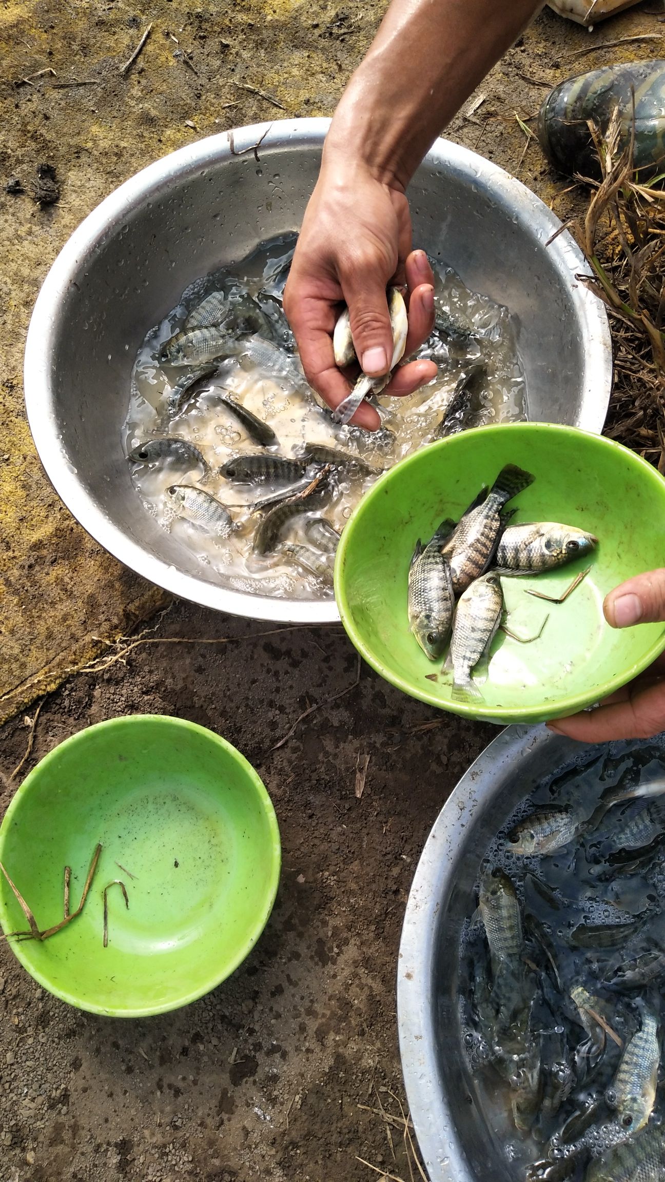 罗非鱼苗 海南一号，吉富，宝路，场地直销