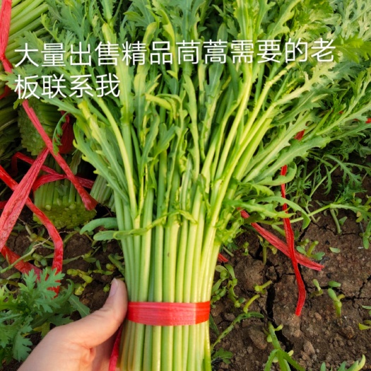 寿光市 精品茼蒿