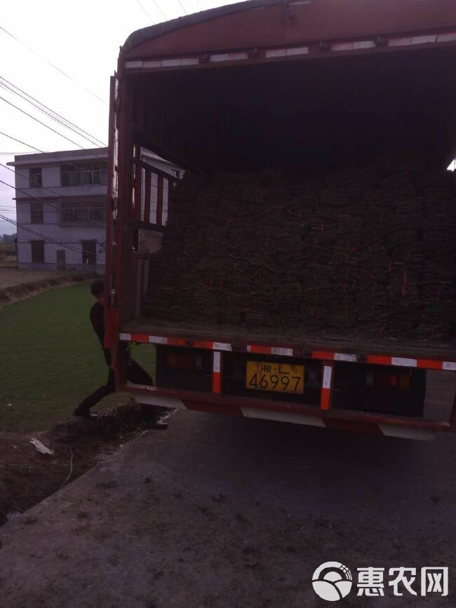 马尼拉草皮