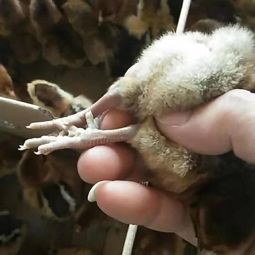 南宁青脚麻鸡苗 统货