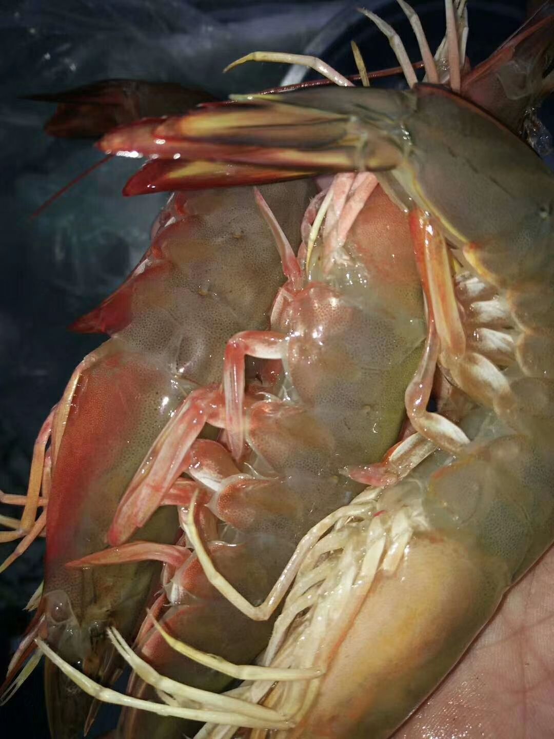  湛江天然大明虾