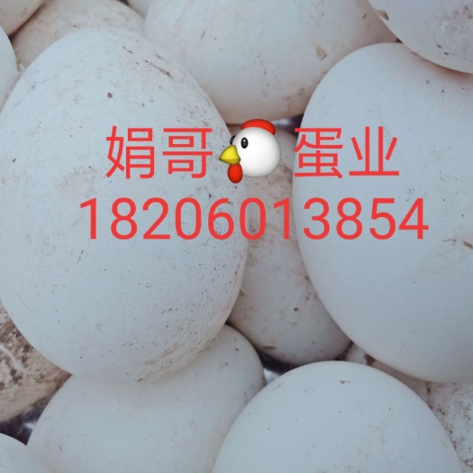 莆田 【农家散养土鹅蛋】